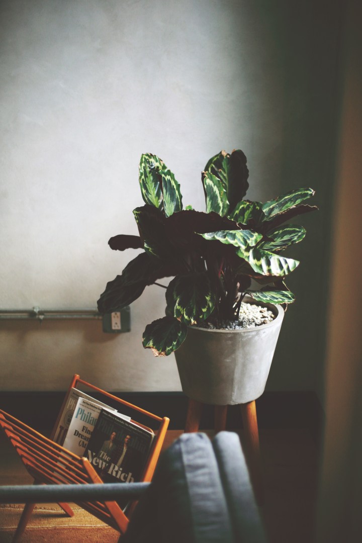 A Highly-Curated Escape